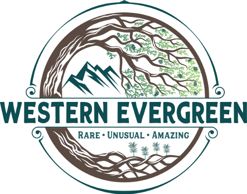 Western Evergreen